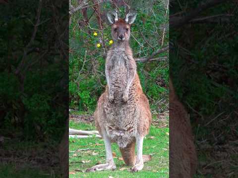 Kangaroo Sound Effects Animals Cute Zoo Funny Ytshorts 