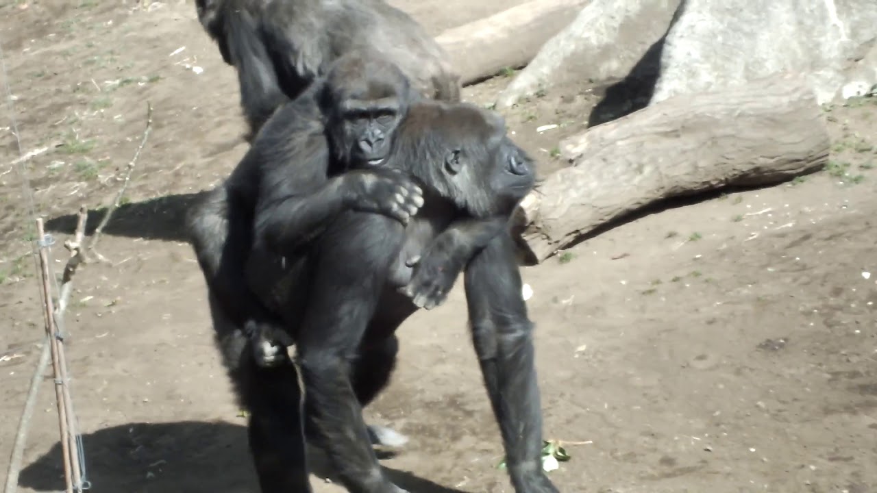 kawaii emoticons #67. So cute!! Good friend Gorilla sisters.(Komomo,Momoka).Ueno Zoo.仲良しゴリラ姉妹 （コモモとモモカ）。上野動物園。