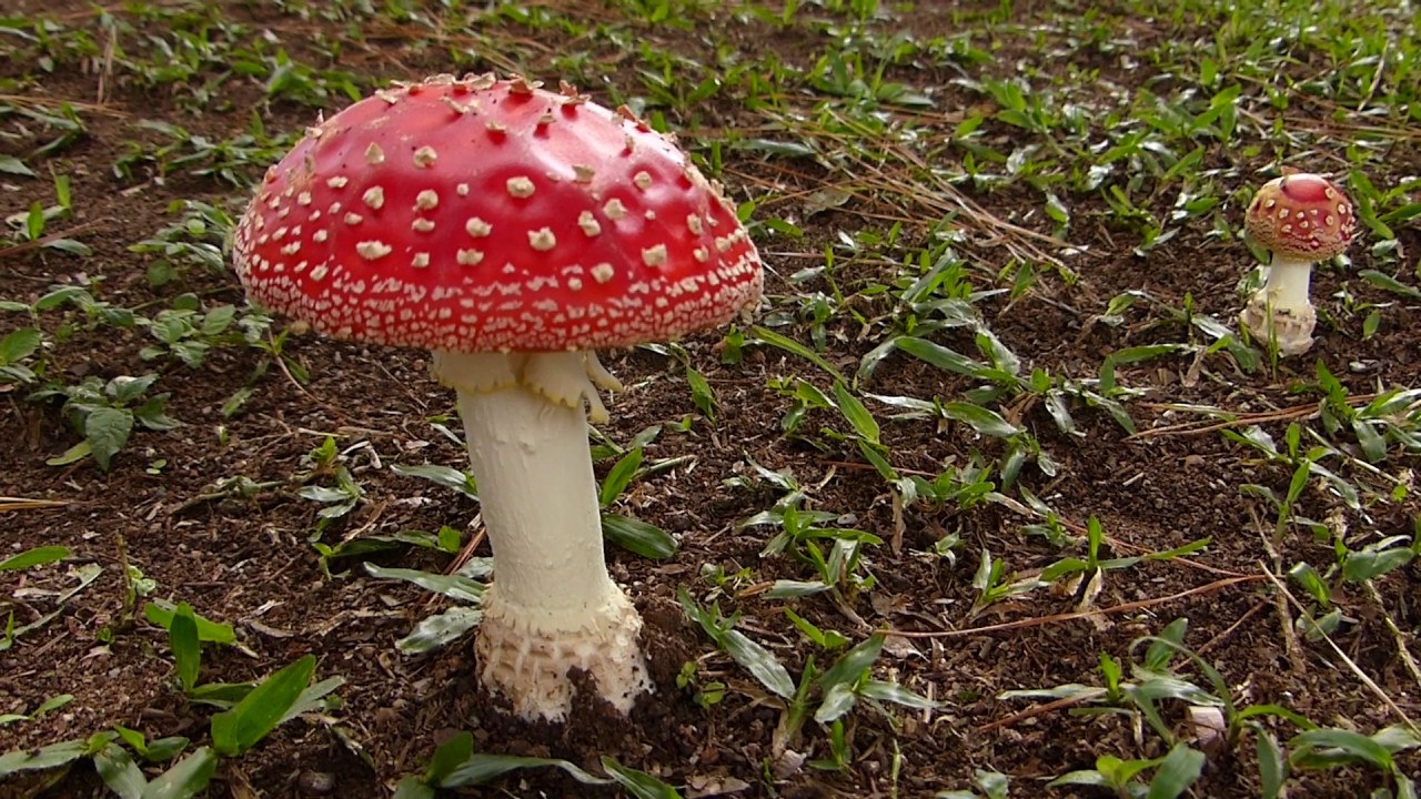 biologia fungi européia COGUMELO VERMELHO AMANITA fungo hongo curioso europa world YouTube biologia fungi européia COGUMELO VERMELHO AMANITA fungo hongo curioso europa world YouTube