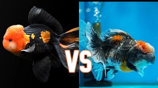 Best Online Goldfish | KingKoiGoldfish vs Goldfish Island