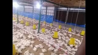 Story WA Ayam Broiler umur 15 Hari