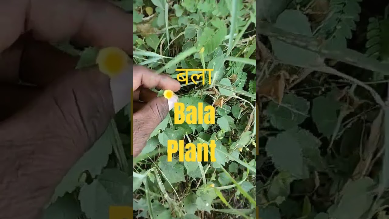 shorts madecine plant bala.benefits of khareti.