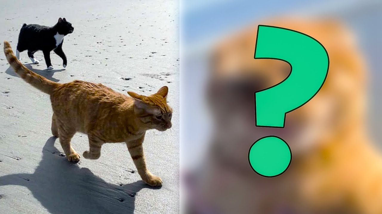 Кот впервые оказался на пляже и состроил гримасу, от которой люди ...