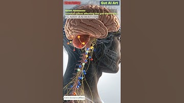 Stress hormones affecting the gut-brain axis Animation | Digestive System | Gut AI Art | 06