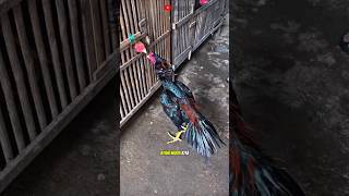 AYAM BANGKOK WIRING GALIH MUDA USIA 6 BULAN #shortvideo #ayamviral #ayamsuper #ayambangkok #rooster