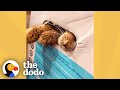 Family Finds Someone In A Taped-Up Box | The Dodo Faith = Restored