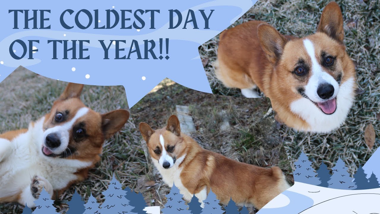 WINTER DAY!!...Cracking ice, bird watching and dogs playing!!