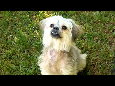 silky shih tzu shih tzu silky terrier blend glimmer spayed 1y kenmarrescue 5 20 12 silky shih tzu shih tzu silky terrier blend glimmer spayed 1y kenmarrescue 5 20 12