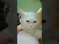 Inko bhi pyar Chahiye #enjoy #cat #cute #pets # Love 💞# Hurain