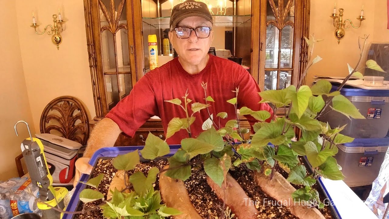 Sweet Potato Slips, Separating, Potting, and Growing Sweet Potato Slips