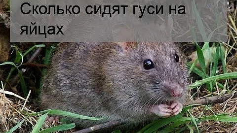 Утята в инкубаторе. Утенок вылупился. Гнездо для гусыни для высиживания. Гусыня мамут. Мускусная утка инкубация.