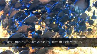 Fish Trivia