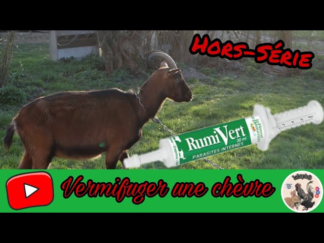 Hors série : vermifuger une chèvre 