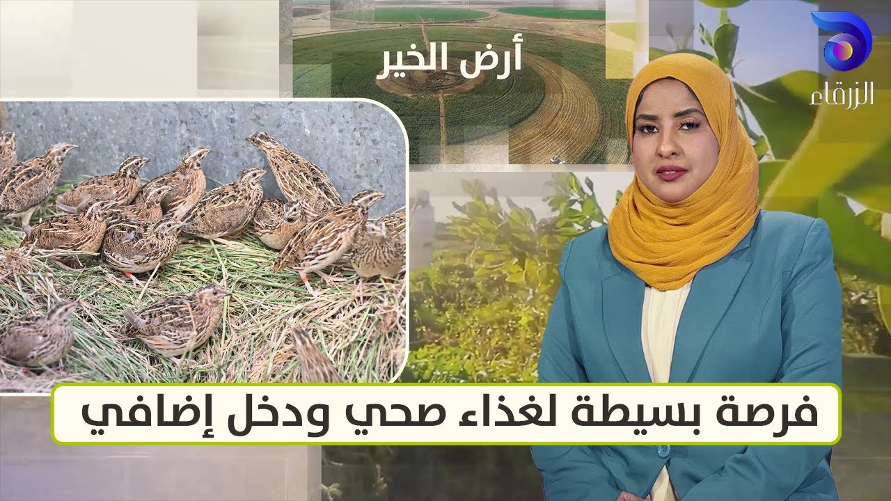 تربية طائر السمان منزليًا في السودان: فرصة بسيطة لغذاء صحي ودخل إضافي || أرض الخير