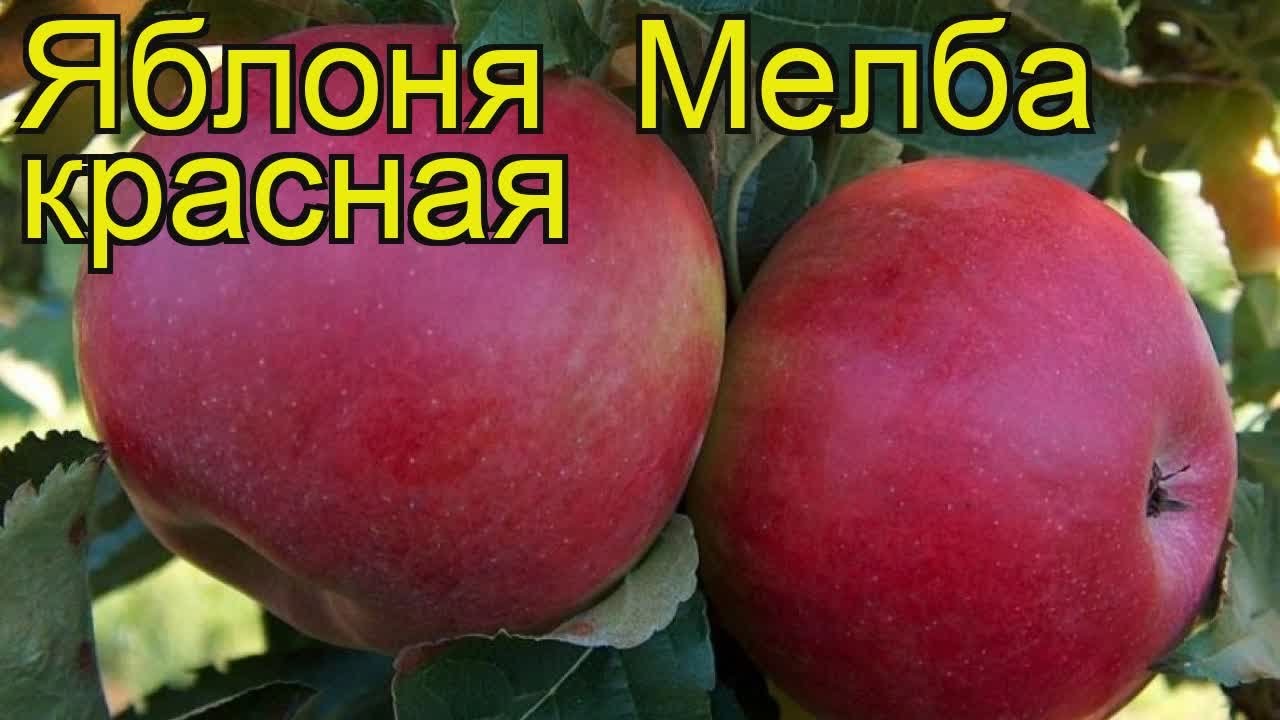 Яблоня мельба описание фото отзывы опылители. Яблоня Мельба яблоки. Сорт яблони Мельба. Сорт яблок ред Мельба. Яблоня полукарликовая Мельба.