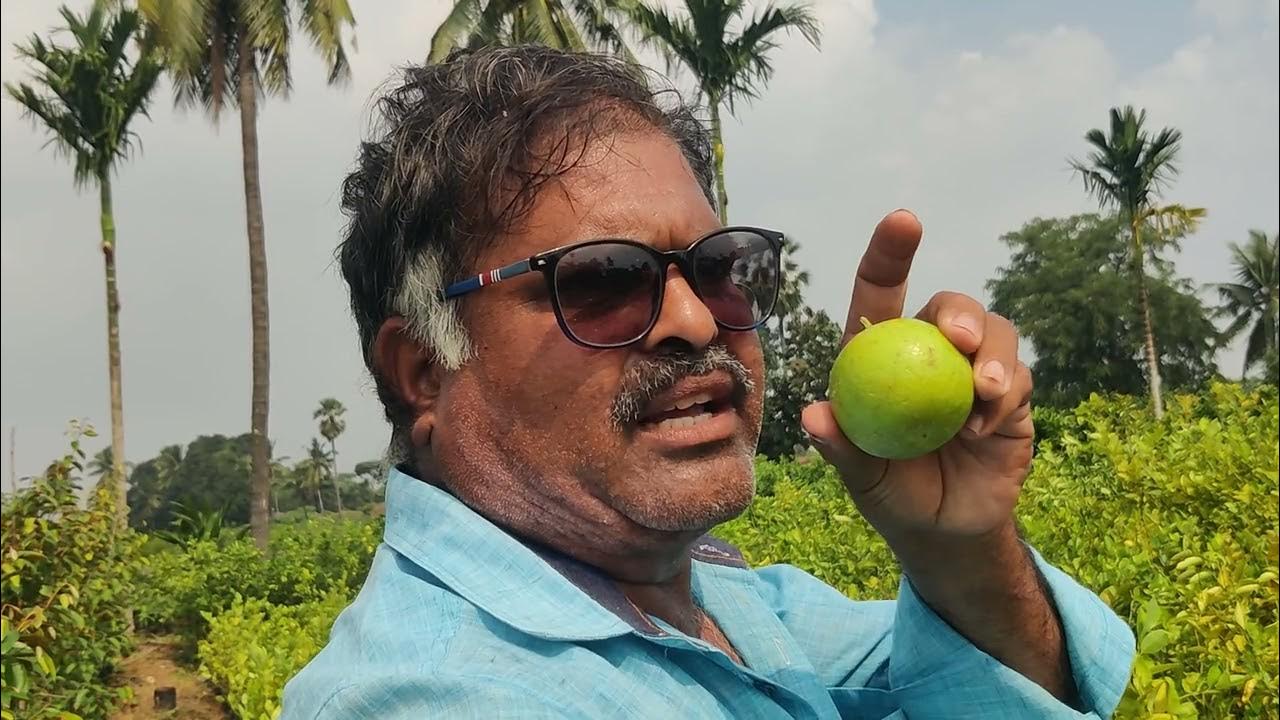 High Yield Variety Meaning In Hindi High Yield Variety Meaning In Hindi