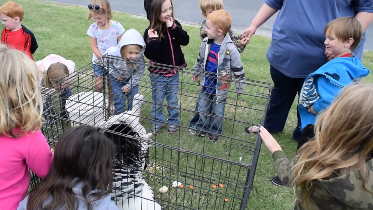 PETTING ZOO