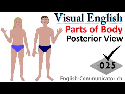 #025 Visual English Language Learning Practical Vocabulary Human Body Posterior View Anatomy