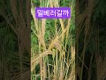 26.4.1# 박지현 #밀#저절로#풀숲에 #봉숭아학당문화혁신학교 #웃자대한민국 #shorts