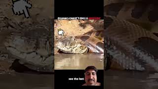 Other animals VS Snake #animals #wildliferescue #funnyimages #lion #turtlewatching #funnymemes #wild