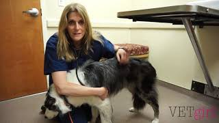 VETgirl Video | How to perform a physical exam