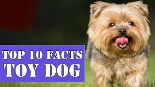 Top 10 Facts about Toy Dog: Yorkshire Terrier Dog Breed, smallest dog breeds in the world by Raccoon says 1,635 views 1 year ago 2 minutes, 48 seconds