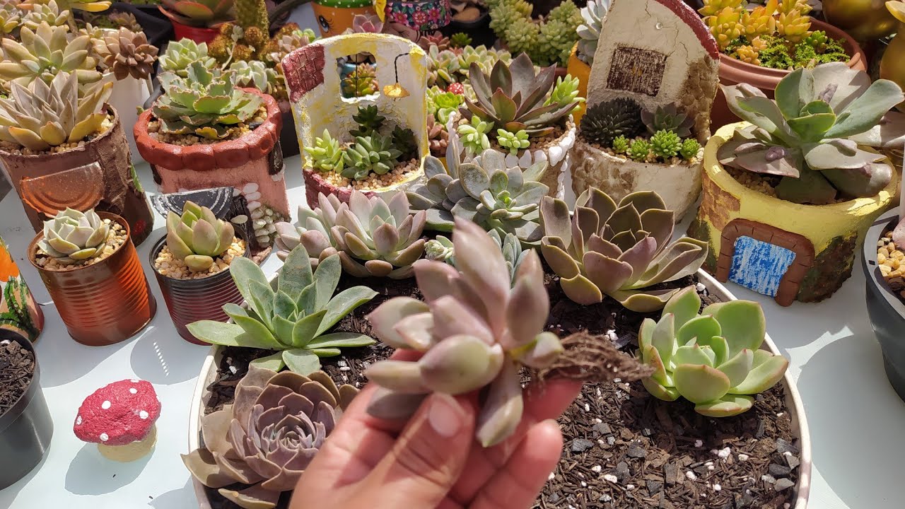 SUCULENTAS NOVA: Dicas De Replante, Poda de Raízes, e Como hidratar...