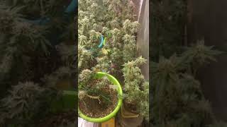 update / the 420 grow tent sponsored by #nukeheads