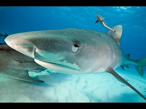 Dive Guide Keeping Tiger Shark Away From Bait Box