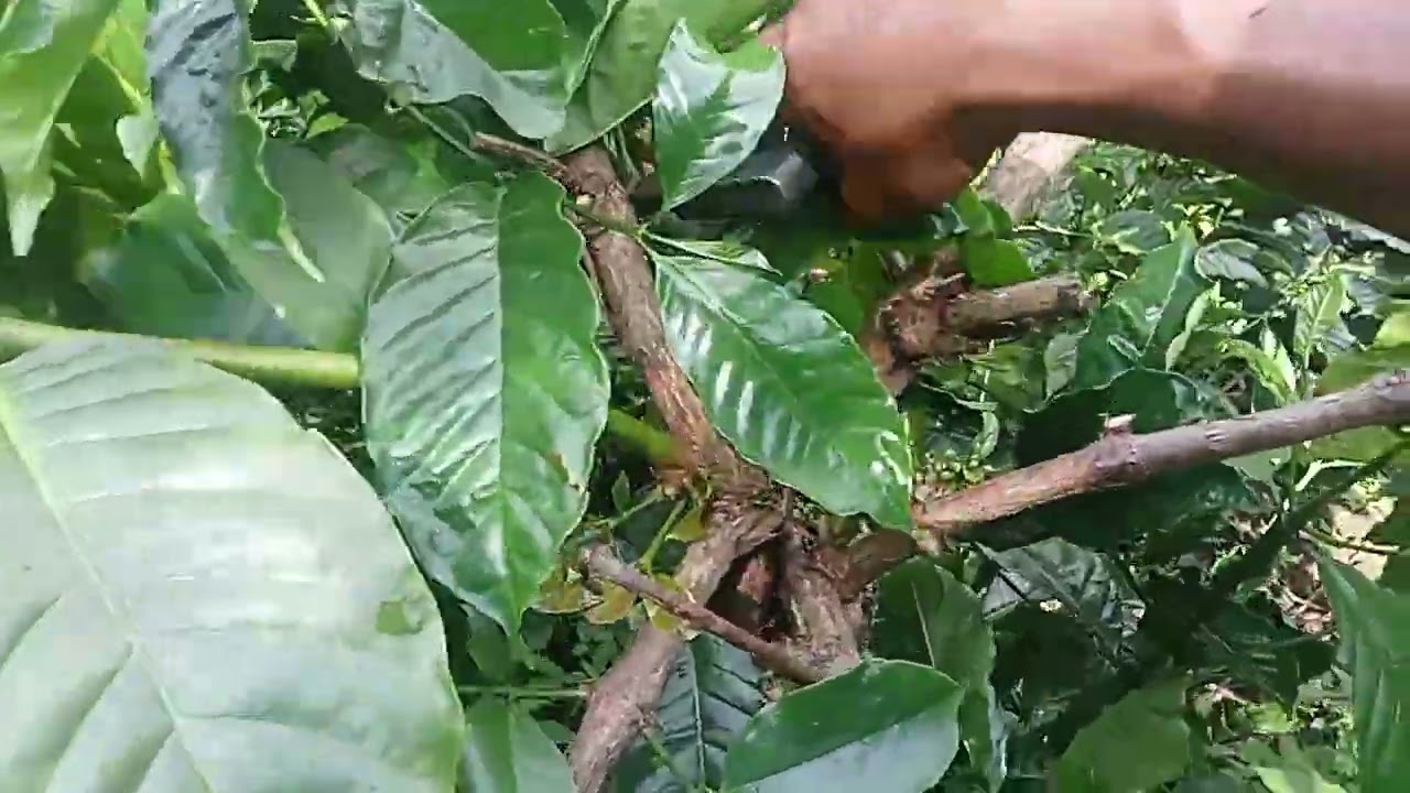 Tutorial sortasi bahan B0 