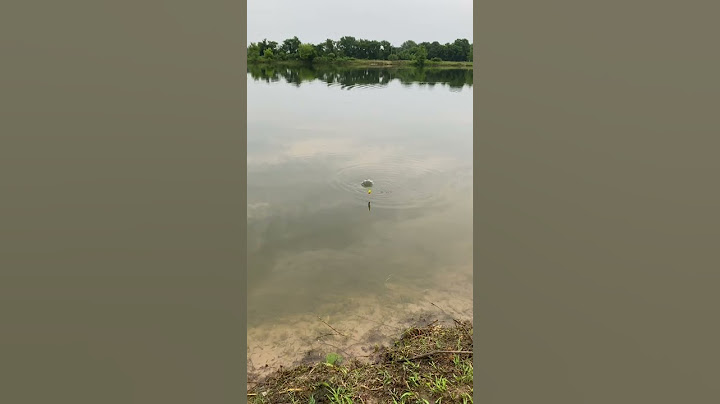 La mejor carnada para catfish 🧢🎣🎣🎣