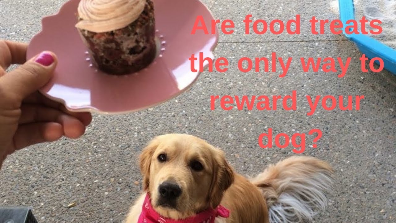 Are food treats the ONLY rewards for dogs? YouTube