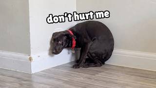 I Almost Gave Up on This Rescue Dog... Then Everything Changed
