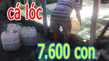 Nuôi Cá Lóc Đầu Vuông - Thả Hơn 7000 Con Cá Lóc Giống Tại Trại Cá Phú Yên