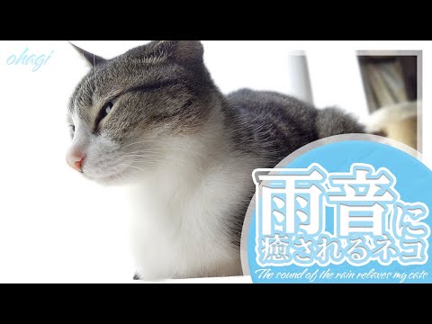 雨音に癒される猫