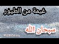 مشهد يخطف الأبصار | سبحان  الله |   غيمة  من الطيور ولا في ناسيونال .للحيوانات