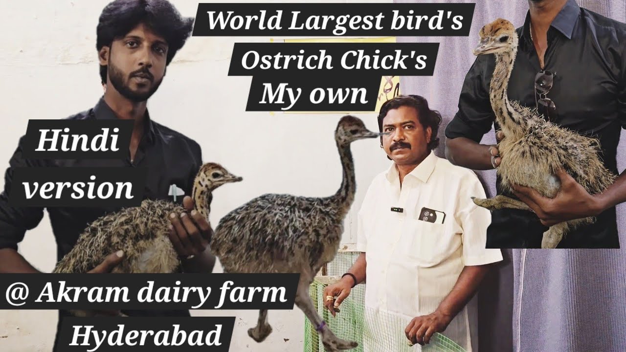 Alhamdulillah My own Ostrich Chick's at Akram dairy farm pet's clinic Hyderabad