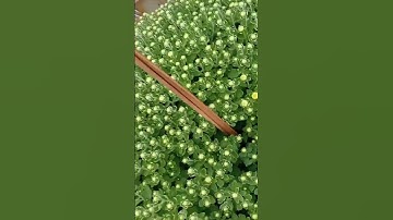 Cúc mâm xôi Tết 2024 tại Chợ Lách Bến Tre. hàng chuẩn bị về Hà Nội. #cucmamxoi