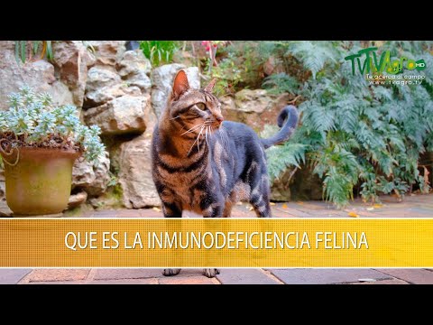 วีดีโอ: ไวรัสของ Inmunodeficiencia Felina