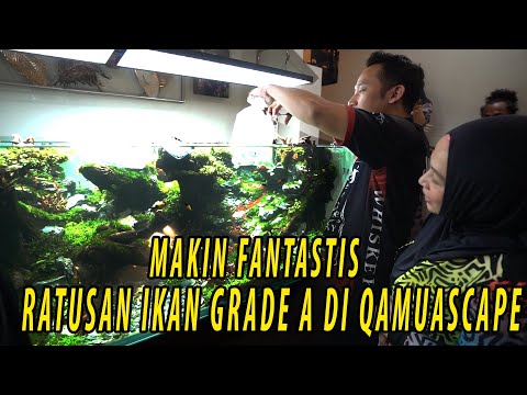 AKHIRNYA! RIBUAN UDANG DAN RATUSAN IKAN GRADE A MENGHIASI QAMUASCAPE