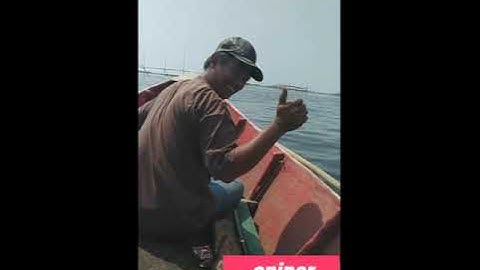Berburu burung belibis JEPANG.. POINTNYA CUKUP UNTUK MAKAN SATU BULAN.