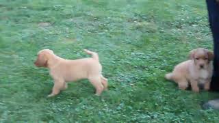 Fox Red Labrador Retriever Puppies for Sale