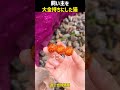 飼い主を大金持ちにした猫