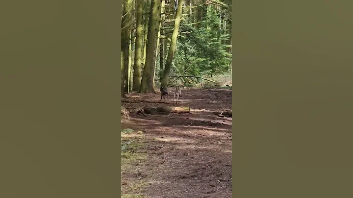 Archie the whippet went the wrong way 🤣 #shorts