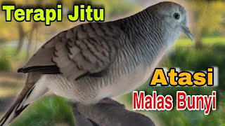 Download Lagu Perkutut lokal gacor pancingan burung perkutut agar supaya cepat BUNYI MP3