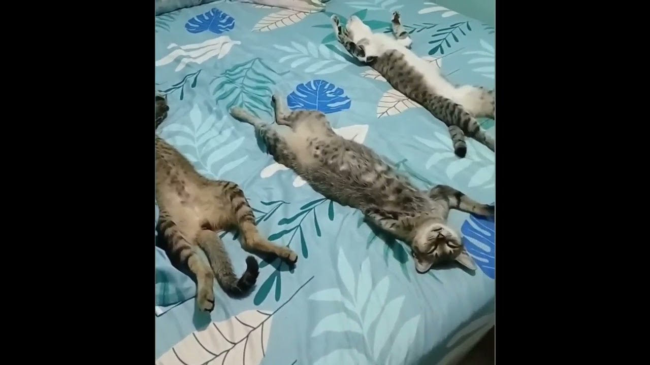 funny animals videos part 1 