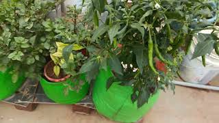 Chilli plant # garden # garden ing# chilli # in my terrace garden # Giri shree garden 