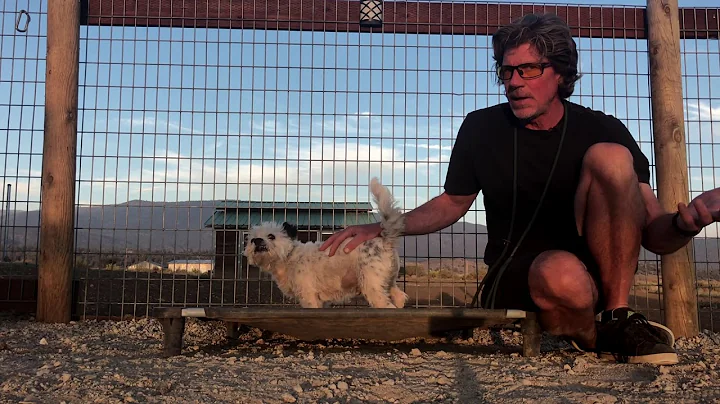 Brian Agnew The Balanced Dog: The Biting Dog