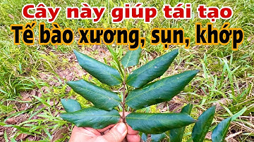 Loại Cây giúp tái tạo tế bào Xương, Sụn, Khớp. PHAN HẢI Channel 