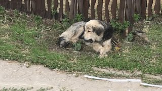 He was left laid alone beside the fence with a mouth stucked can not eat or drink anything!